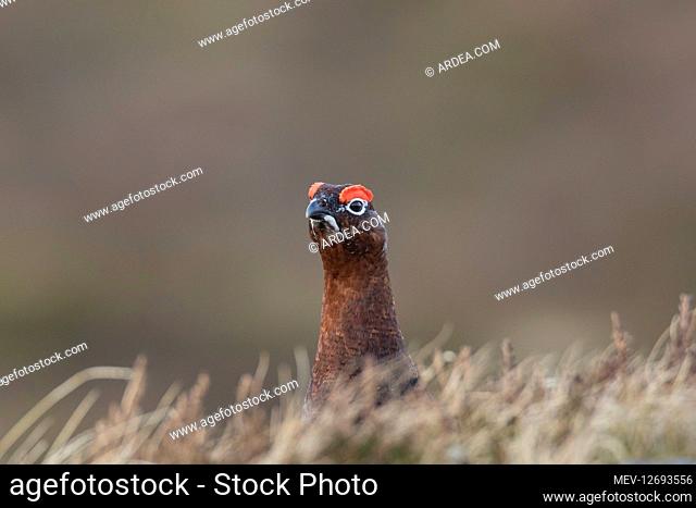 Red Grouse, Willow Grouse - male - Scotland