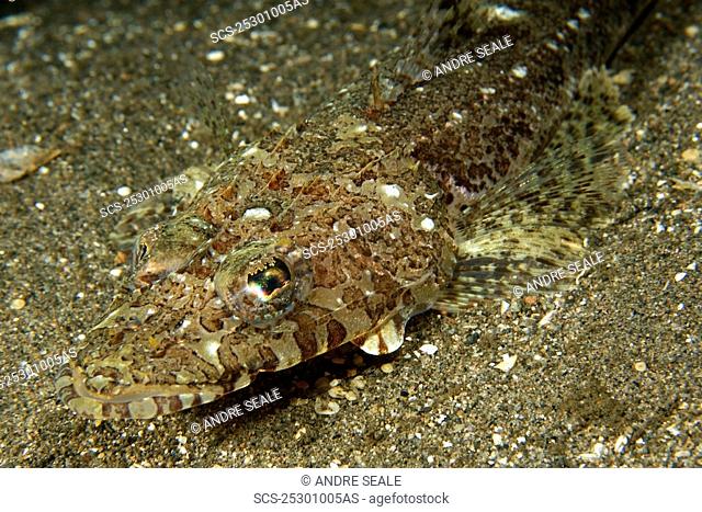 Fringelip flathead, Thysanophrys otaitensis, blends with the sandy bottom, Dumaguete, Negros Island, Philippines