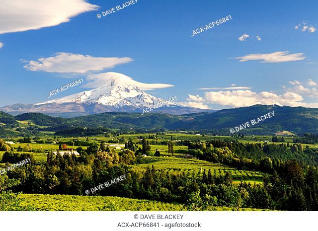 Farmland and orchards around Hood River, Oregon, USA. Mt. Hood in Oregon is in the background