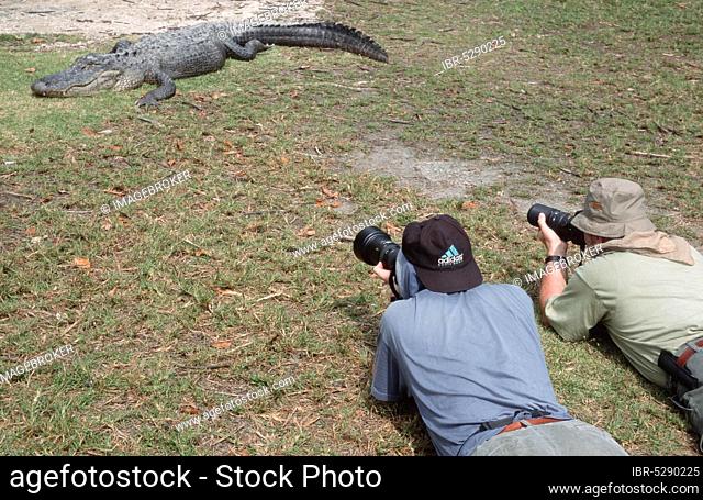 Photographers and American american alligator (Alligator mississippiensis), Everglades National Park, Florida, USA, North America