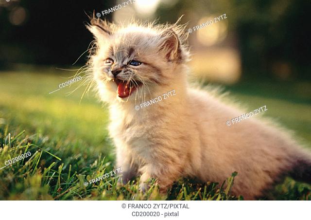 Himalayan/Persian Kitten