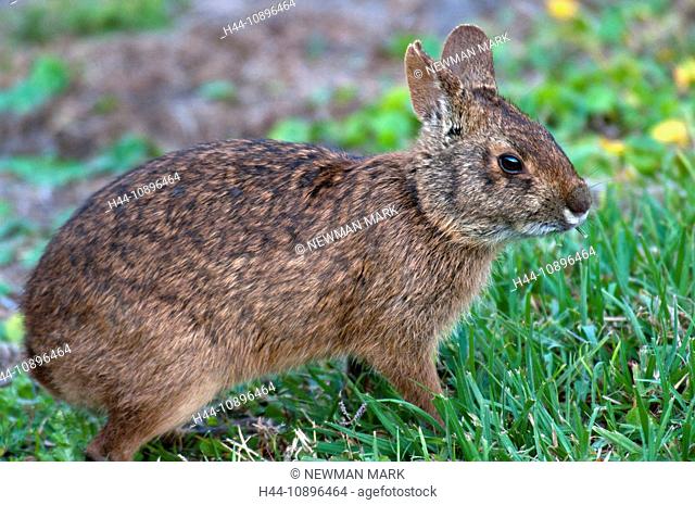marsh rabbit, sylvilagus palustris, Florida, USA, North America, animal, portrait, sitting, grass, rabbit