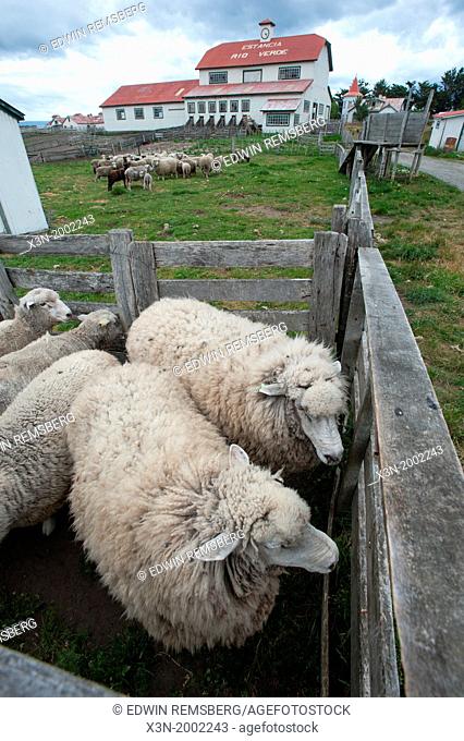 Fenced in Sheep, Rio Verde Chile, stuck, sheared, shear