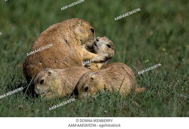 Prairie Dogs (Cynomys ludovicianus) Mom and Babies, Devils Tower NM, Wyoming, USA, May 2007