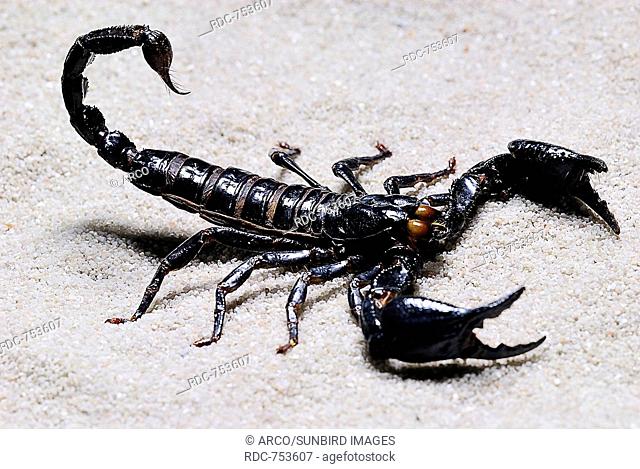 emperor scorpion