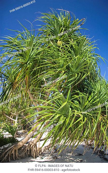 Fragrant Screwpine Pandanus odoratissimus habit, growing on beach, Honda Bay, Palawan Island, Philippines