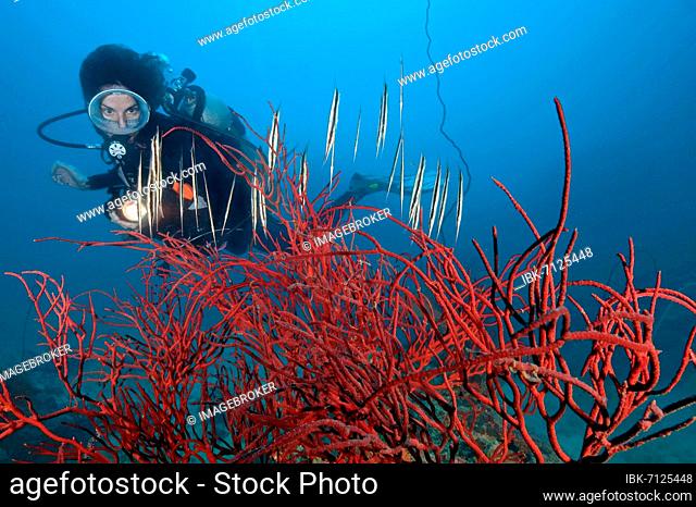 Diver looking at Coral Shrimpfish (Aeoliscus strigatus) in colourful red rope sponge, finger sponge (Demospongiae), Indo-Pacific, Phuket, Thailand, Asia