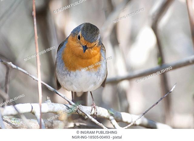 Robin perched on a branch