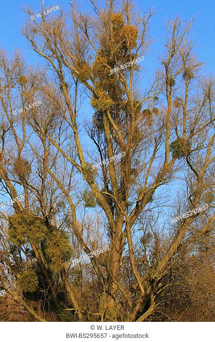 mistletoe (Viscum album subsp. album), on a tree in winter, Germany