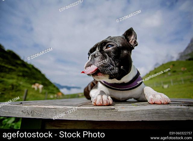 Hiking with a Boston Terrier in the Austrian Alps in Summer