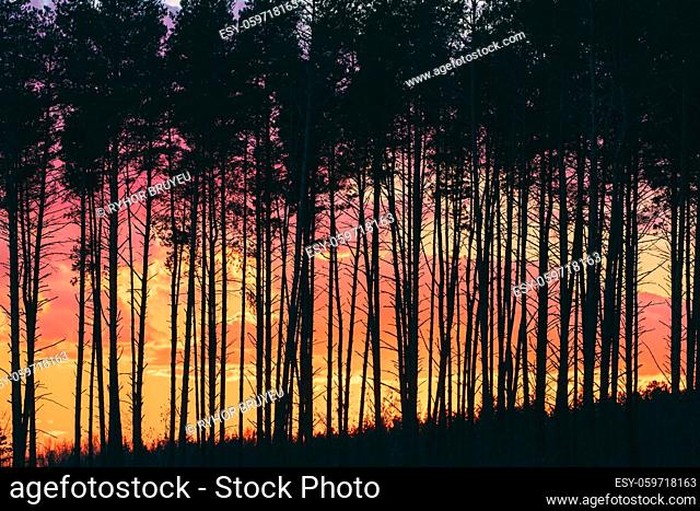Sunset Sunrise In Pine Forest. Close View Of Dark Black Spruce Trunks Silhouettes In Natural Sunlight Of Bright Colorful Dramatic Sky