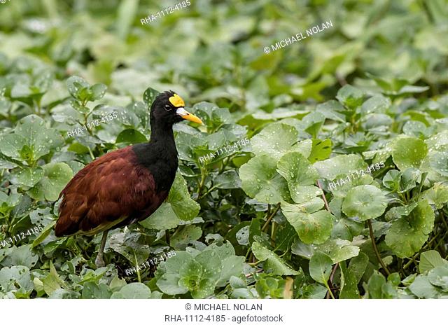 An adult northern jacana, Jacana spinosa, stalking prey in Tortuguero National Park, Costa Rica, Central America