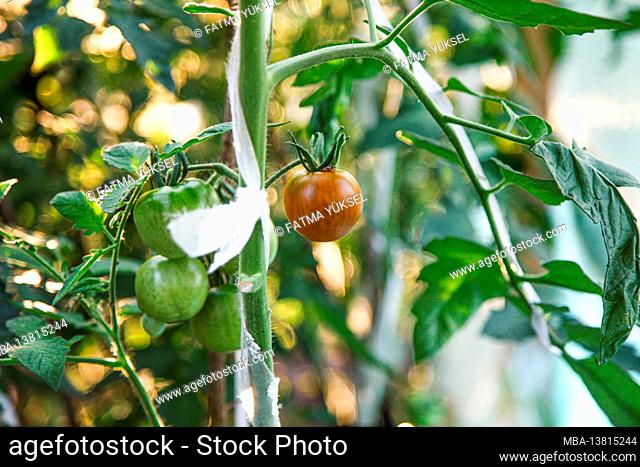 Tomatoes, greenhouse, organic, self-cultivation