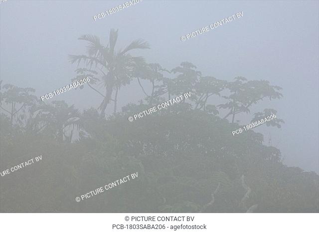 Saba, Mt Scenery in the mist, rainforest, tropical vegatation
