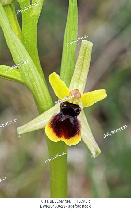 small spider ophrys (Ophrys araneola), single flower
