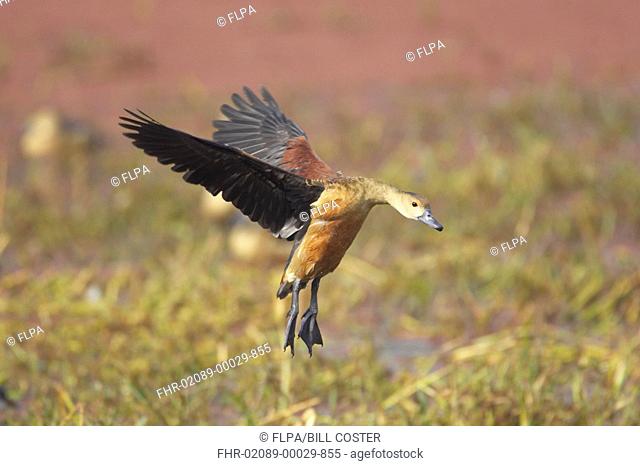 Lesser Whistling duck Dendrocygna javanica adult, in flight, landing, Keoladeo Ghana N P Bharatpur, Rajasthan, India