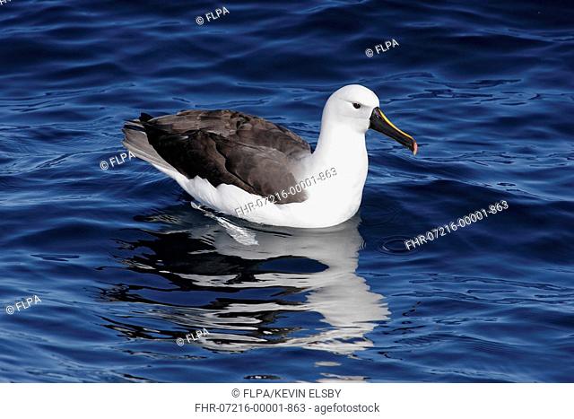 Indian Yellow-nosed Albatross (Thalassarche carteri) adult, resting on sea, Woollongong, New South Wales, Australia, August