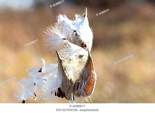 Milkweed pods bursting open at end of season spilling their silky seeds