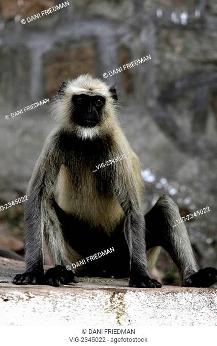 A gray Langur monkey sitting on a wall at the Ramtek Temple in India.The gray langur is sometimes referred to as the Hanuman langur