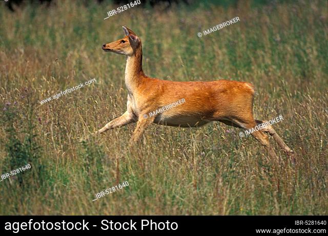 Barasingha deer or swamp deer, cervus duvauceli, female running