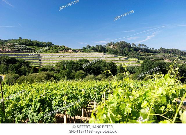 Coto de Gomariz, vineyards with walls and terraces