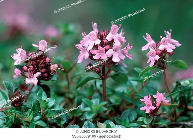 DEU, 2002: Common Thyme (Thymus vulgaris), flowering