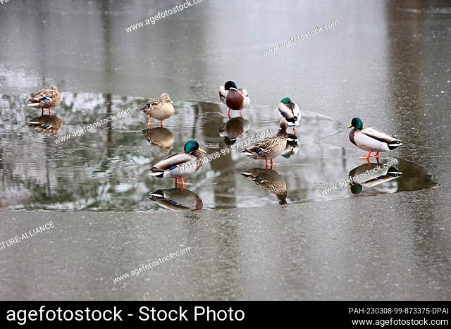 08 March 2023, Saxony-Anhalt, Wernigerode: Ducks skate across a frozen pond at the Christiannental Wildlife Park. Winter brought snowfall to the lowlands...