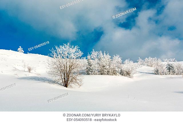 Winter calm mountain landscape with beautiful frosting trees and snowdrifts on slope (Carpathian Mountains, Ukraine)