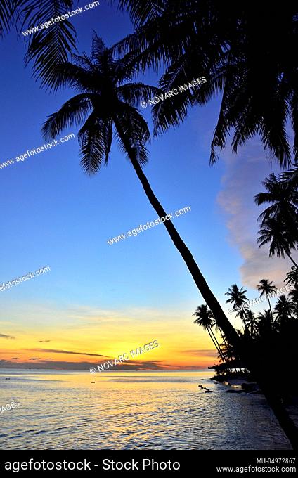 Palm trees before sunset, Gorontalo Province, Sulawesi, Indonesia, Southeast Asia