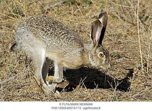 Black-tailed Jack Rabbit Lepus californicus adult, running, Arizona, U S A