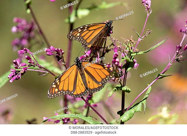 Mexico, State of Michoacan, Angangueo, Reserve of the Biosfera Monarca El Rosario, monarch butterfly (Danaus plexippus), Foraging on flowers