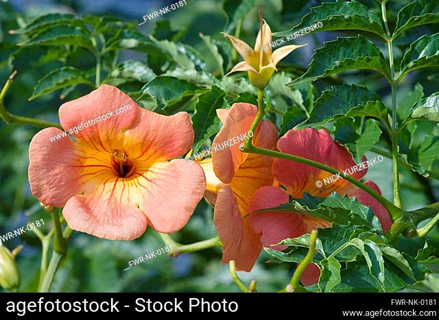 Trumpet vine, Campsis grandiflora, Two peach coloured flowers growing outdoor
