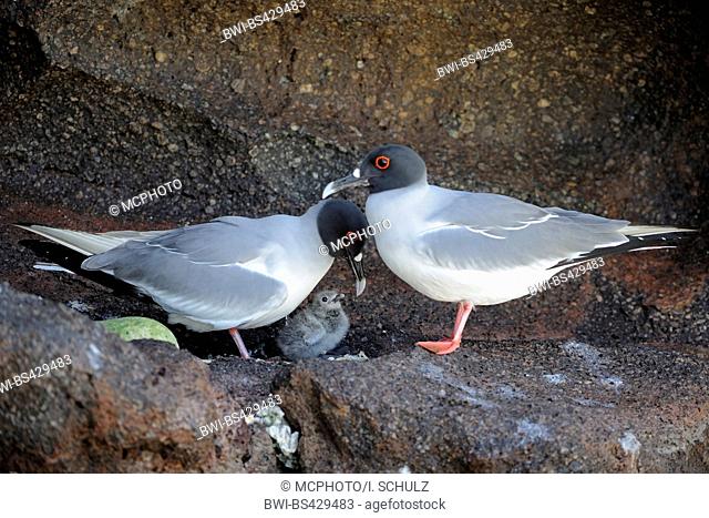 Swallow-tailed Gull (Creagrus furcatus), pair feeding the chick, Ecuador, Galapagos Islands, Genovesa