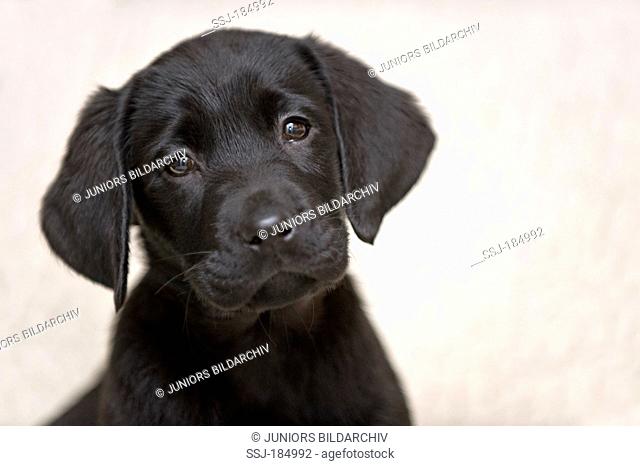 Labrador Retriever. Black Puppy (9 weeks old), portrait, Stock Photo,  Picture And Rights Managed Image. Pic. SSJ-184992 | agefotostock