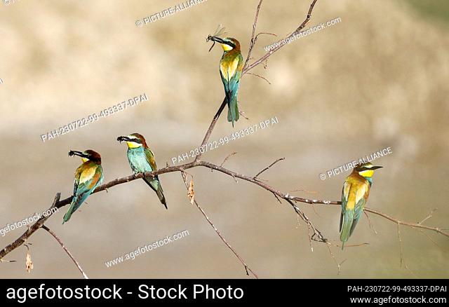 22 July 2023, Baden-Württemberg, Hohentengen: Bee-eater (Merops apiaster) with bumblebees and dragonflies in its beak sitting on a branch