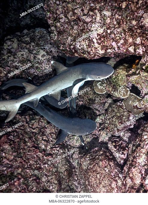 Whitetip reef sharks while hunting by night, Triaenodon obesus, Cocos Iceland, Costa Rica
