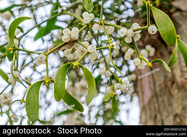 Mistletoe with white berries growing on a tree