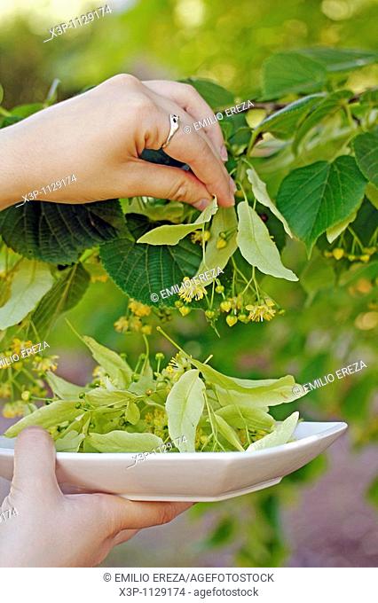 Picking linden tree flowers for infusion