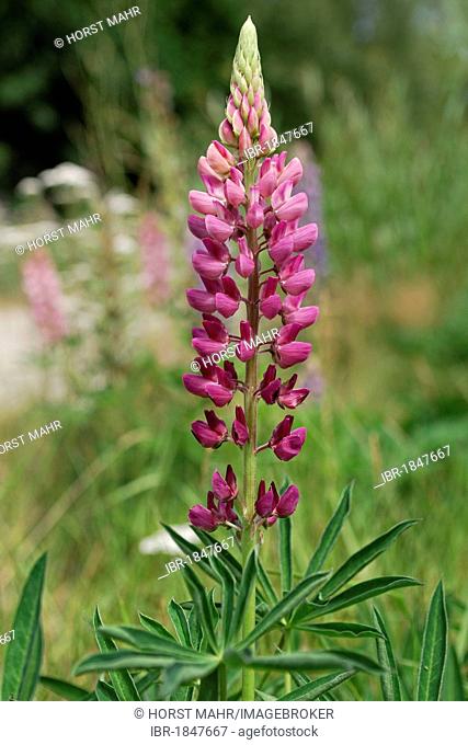 Pink lupine (Lupinus) at the Arrow River, Arrowtown, South Island, New Zealand