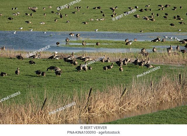 White-fronted goose Anser albifrons - IJsseluiterwaarden, Dieren, Guelders, The Netherlands, Holland, Europe