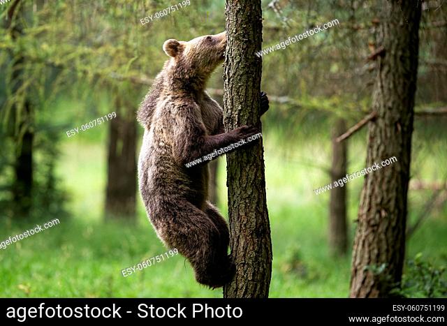 Young brown bear, ursus arctos, climbs a tree in summer forest with green blurred background. Fauna of Slovakia, Europe in natural environment