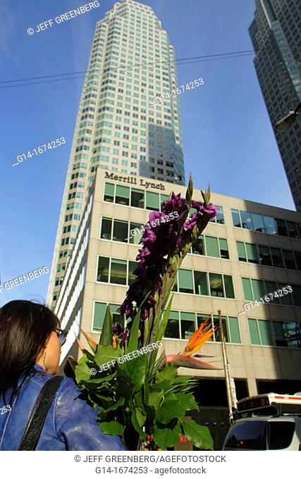 Canada, Ontario, Toronto, Wellington Street West, Bay Street, woman, brown hair, crossing street, carrying plant, flowers, high-rise, office building