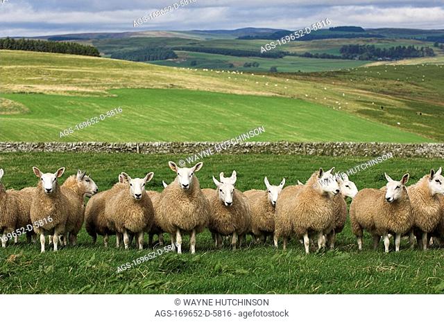 Livestock - Cheviot mules sired by a Blue Faced Leicester ram / Scottish Borders area, United Kingdom