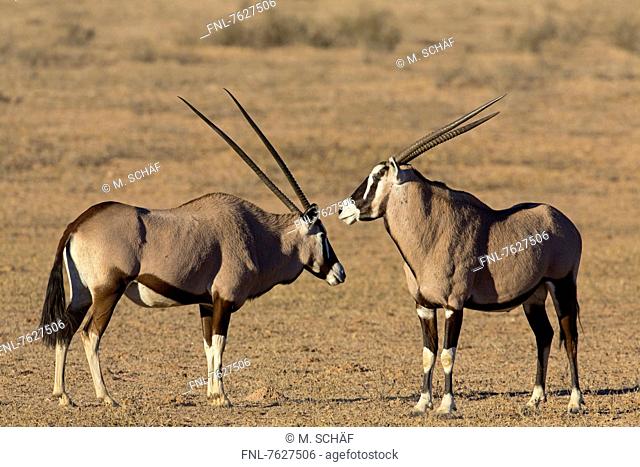 Two Gemsboks (Oryx gazella), Auob Riverbed, Botswana