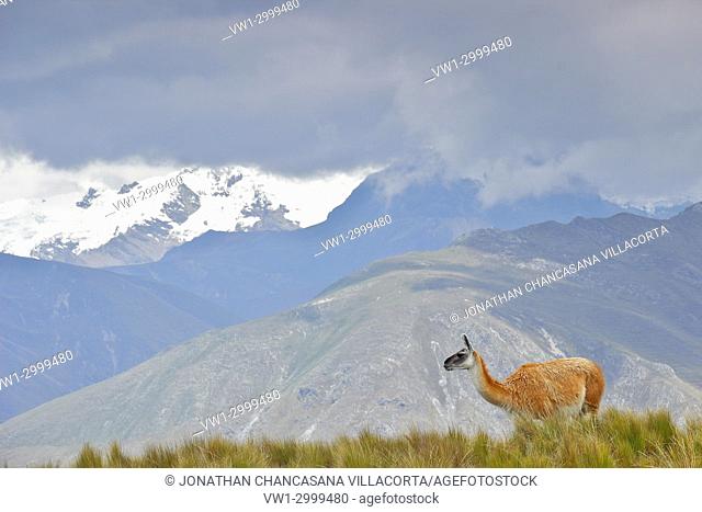 The llama (Lama glama) grazing. Huancayo - Perú