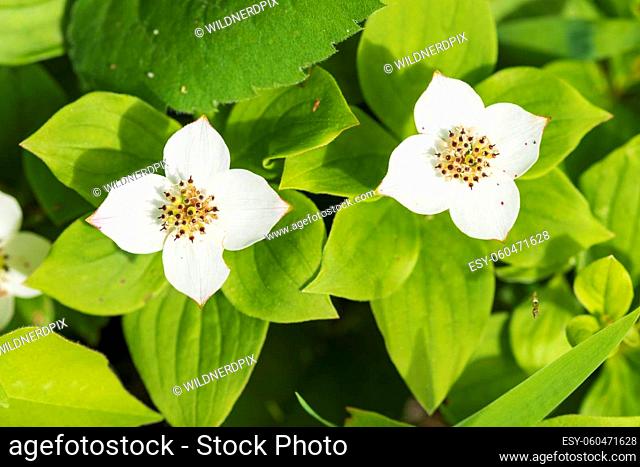 Bunchberry Dogwood in Bloom in Thompsons Harbor State Park in Michigan