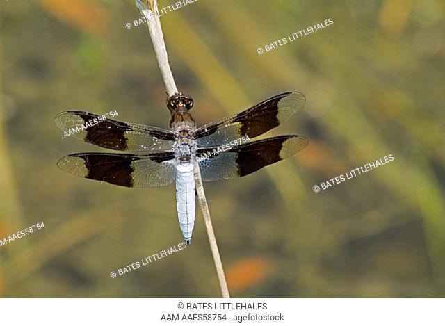 Common whitetail (Libellula lydia) syn: Plathemis lydia