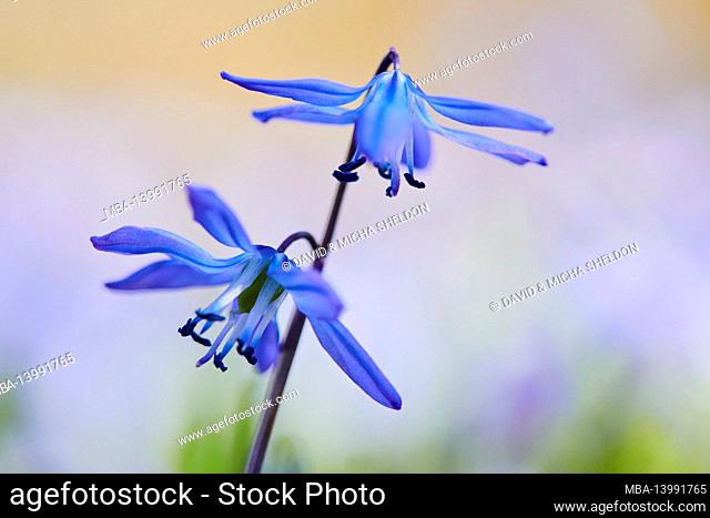 siberian squill (scilla siberica), blossoms, blooming, bavaria, germany