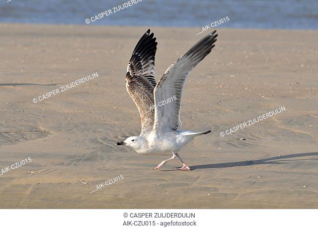 First-winter Caspian Gull (Larus cachinnans) on the beach at Noordwijk in the Netherlands