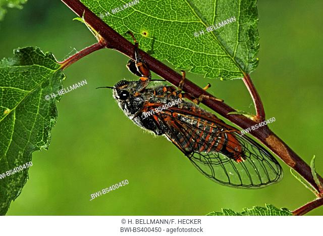 New Forest cicada (Cicadetta montana), at a twig, Germany